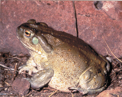Sonoran Desert Toad